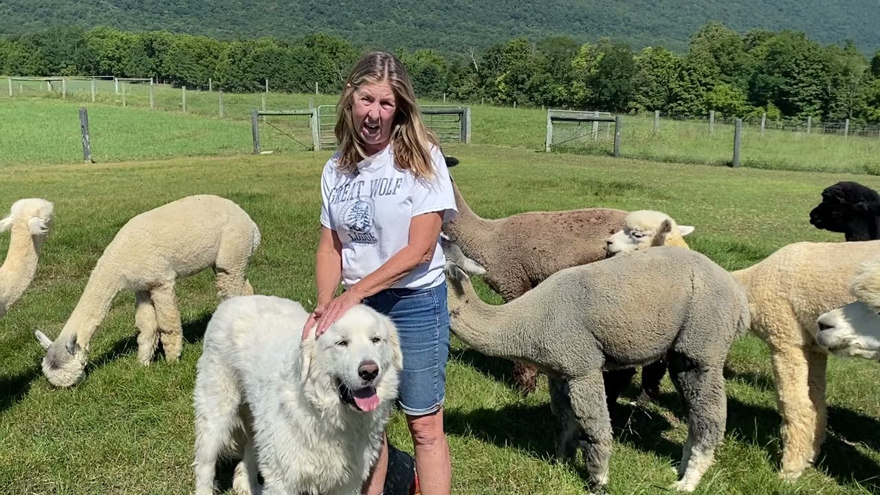 LAAFarming--Top 10 Alpaca Fiber Questions--#2--Do Alpacas Need Shorn?