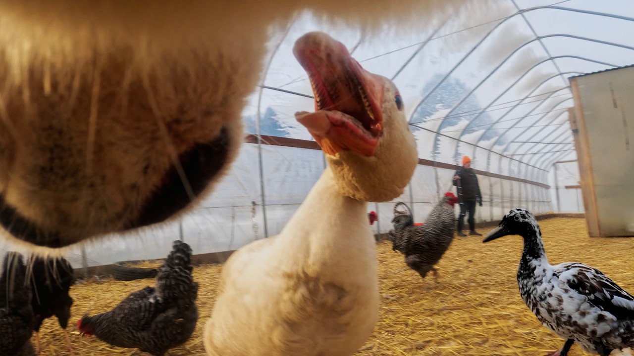 Moje gęsi przejęły farmę