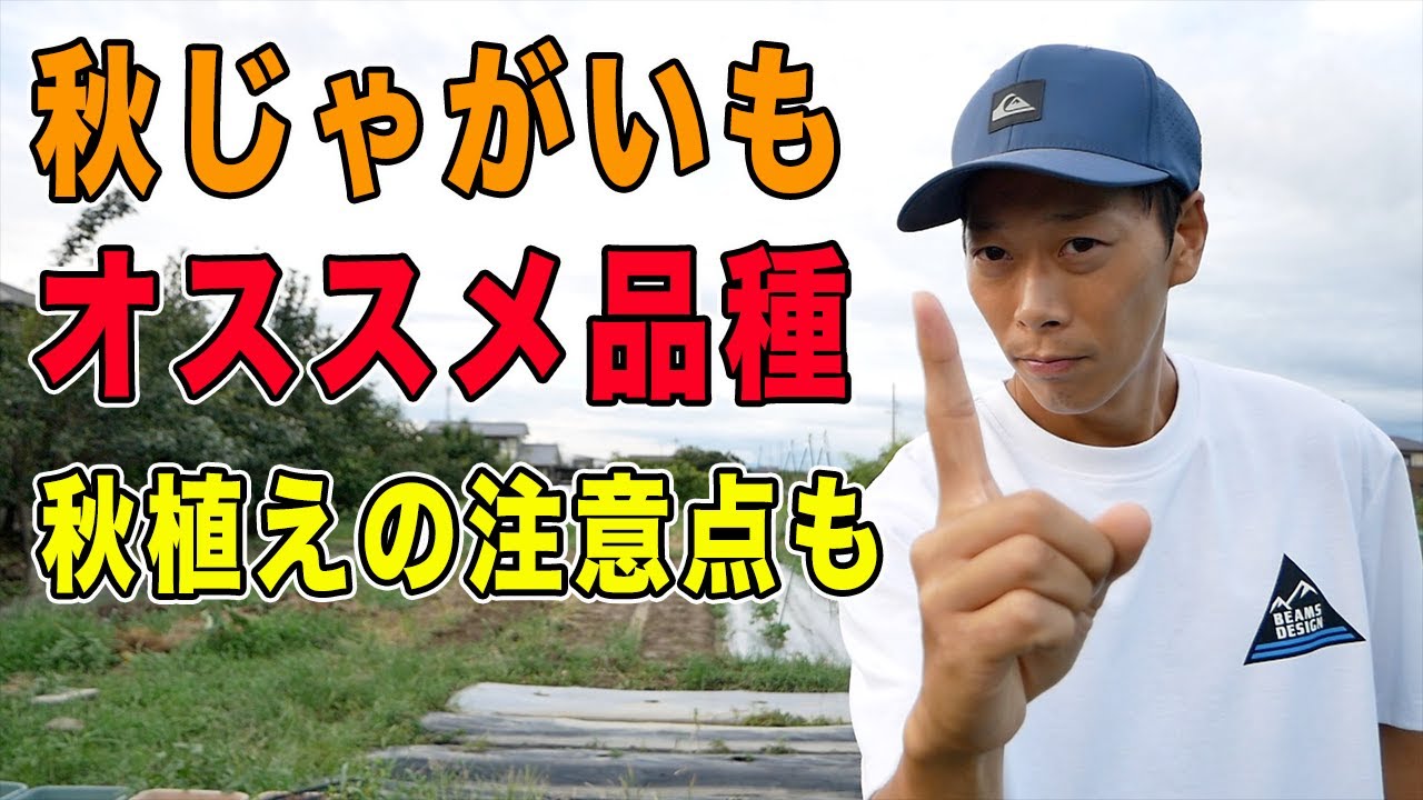 秋ジャガイモのオススメ品種と注意点