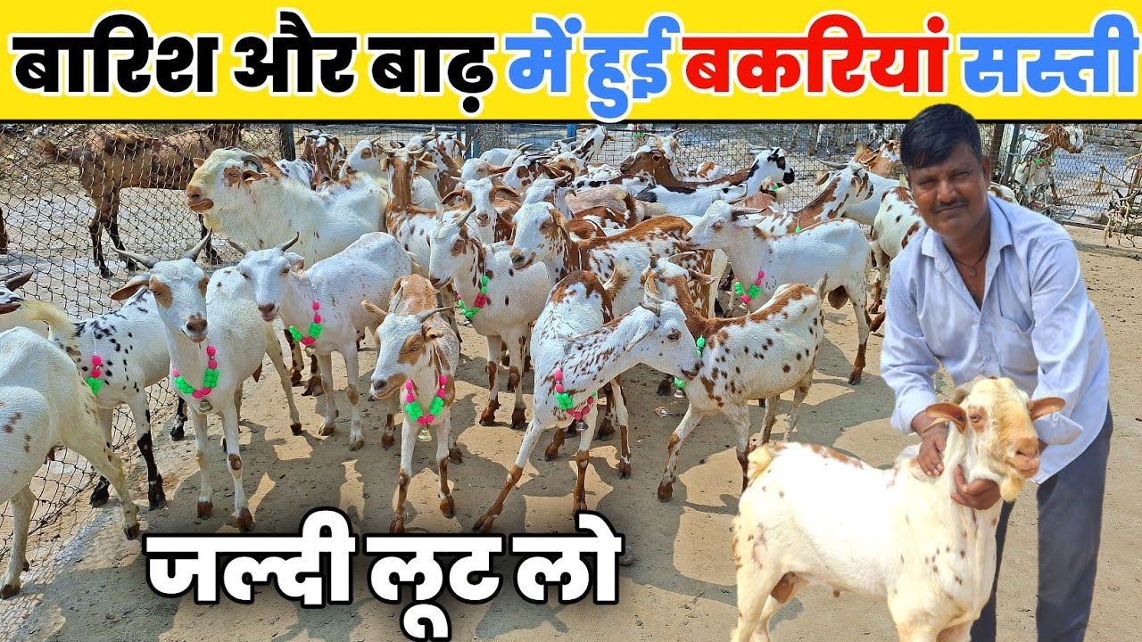 बारिश और बाढ़ में हुई बकरियां सस्ती || Goat farming