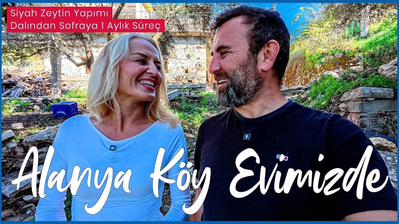 Alanya Köy Evimizde Siyah Zeytin Yapımı | Dalından Sofraya 1 Aylık Süreç