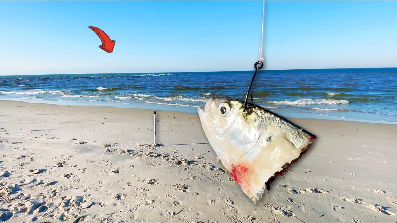 Tossing HUGE Cut Bait Off the Beach Gets CRAZY!!