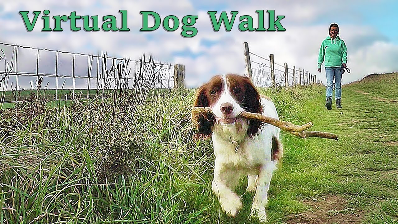 Dog Walking TV - Virtual Dog Walk - Coastal Path