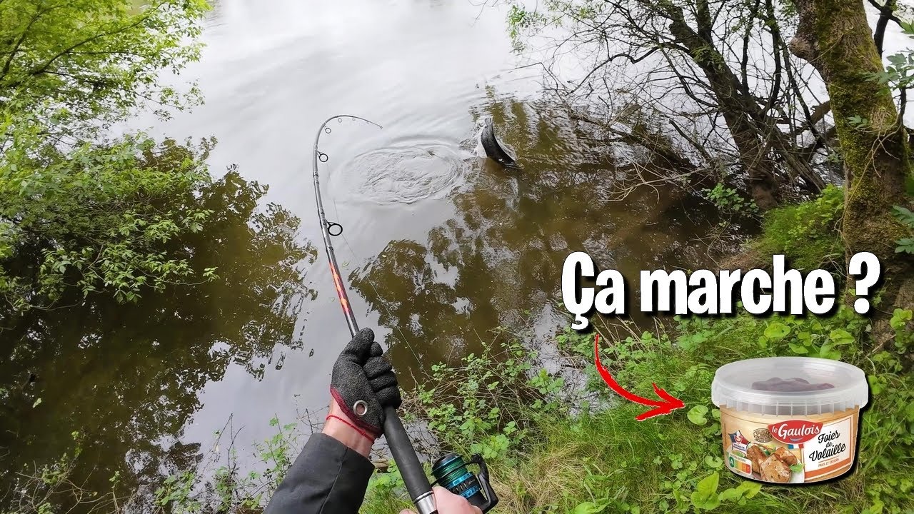 PÊCHE du GROS silure au FOIE de VOLAILLE