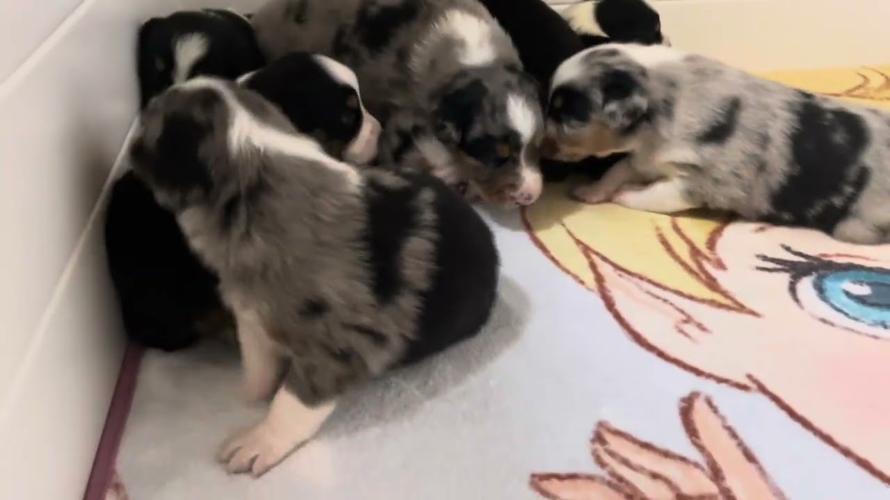 High Desert Aussies Brinkleys puppies