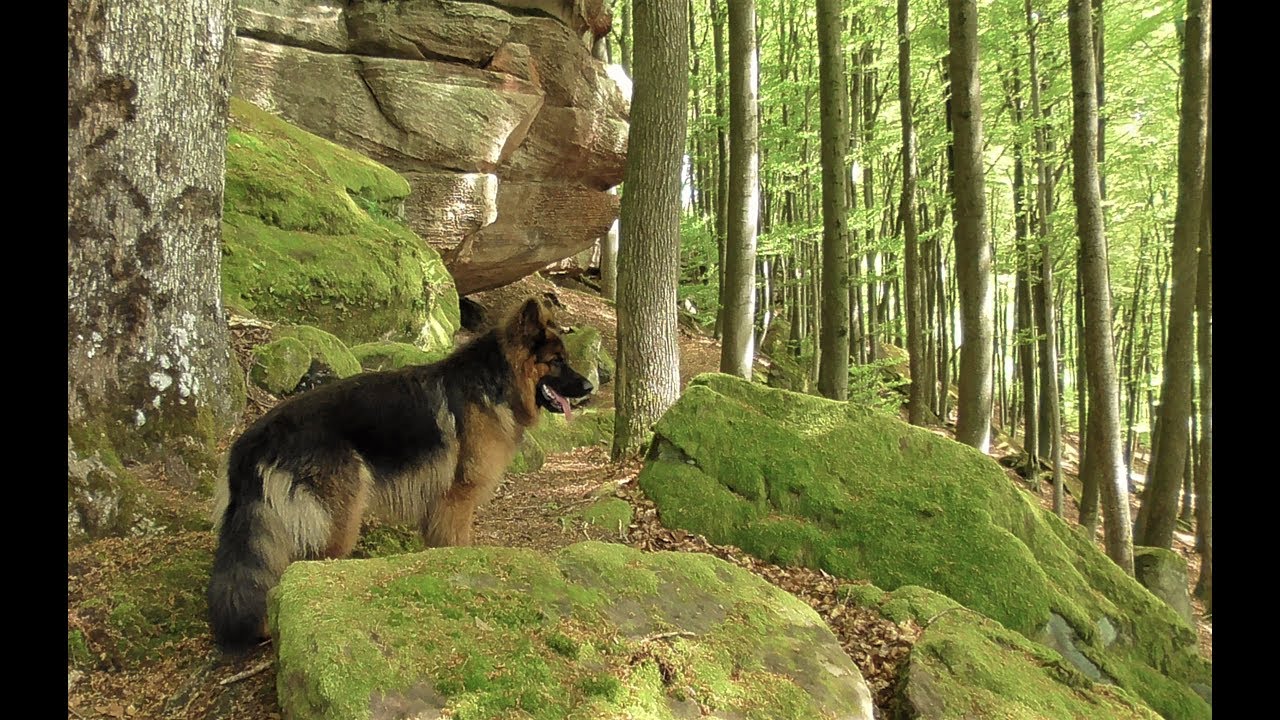 Auf dem Wieslauterer NatUrwaldpfad im Pfälzerwald