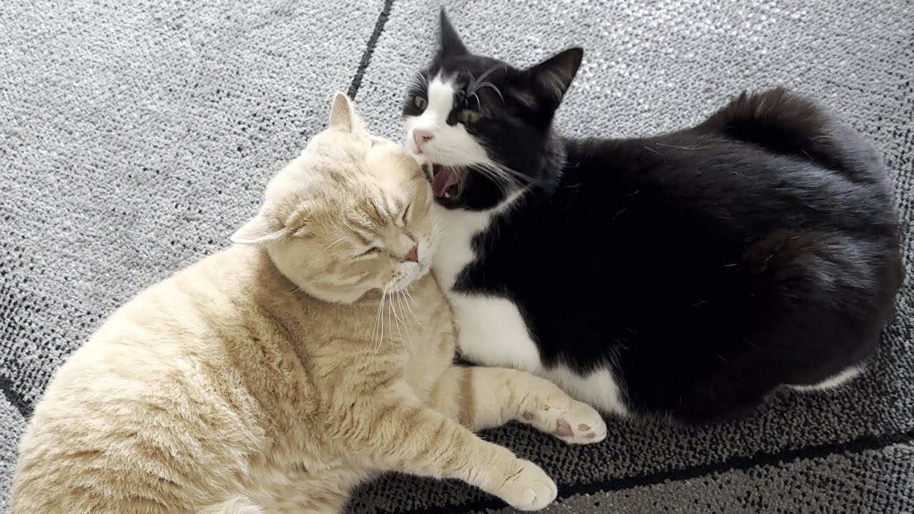 Cat Bites Other Cats Face