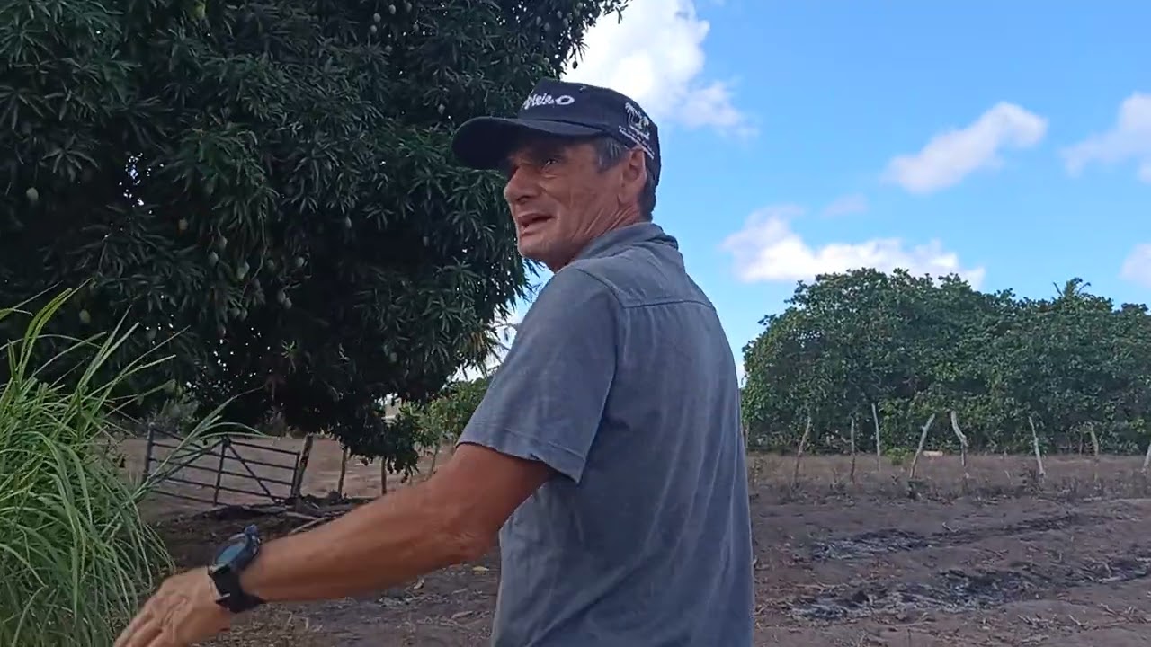 Luiz no pé de manga 🥭