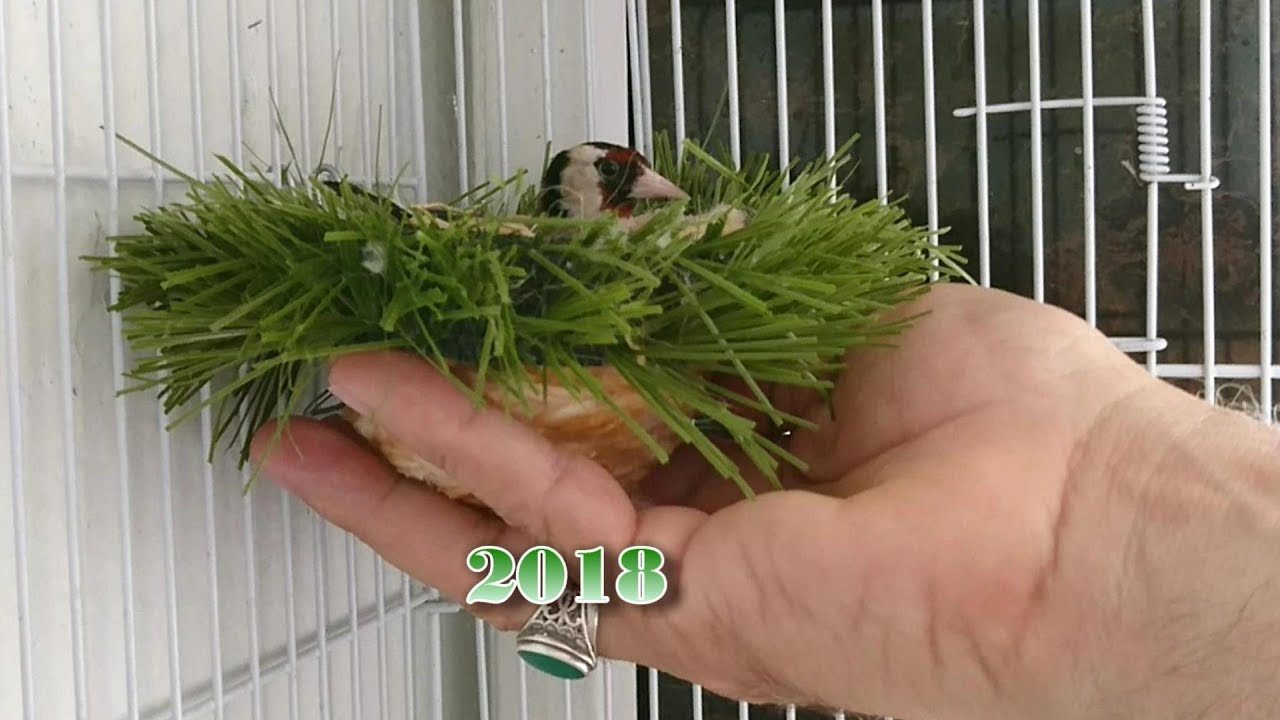 مراد يشرح طريقة انتاج الحسون داخل القفص بشكل احترافي  2018 مراد ملك الحسون