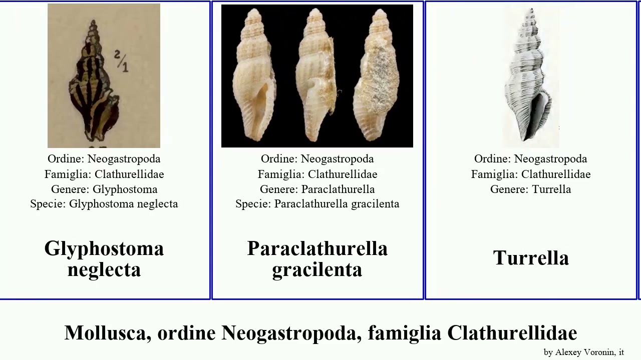 Mollusca, ordine Neogastropoda, famiglia Clathurellidae neglecta Turrella Glyphostoma scalarina