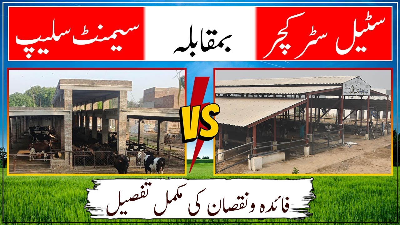 Comparison of conventional cemented shed Vs modern commercial livestock shed| Smart Shelter company