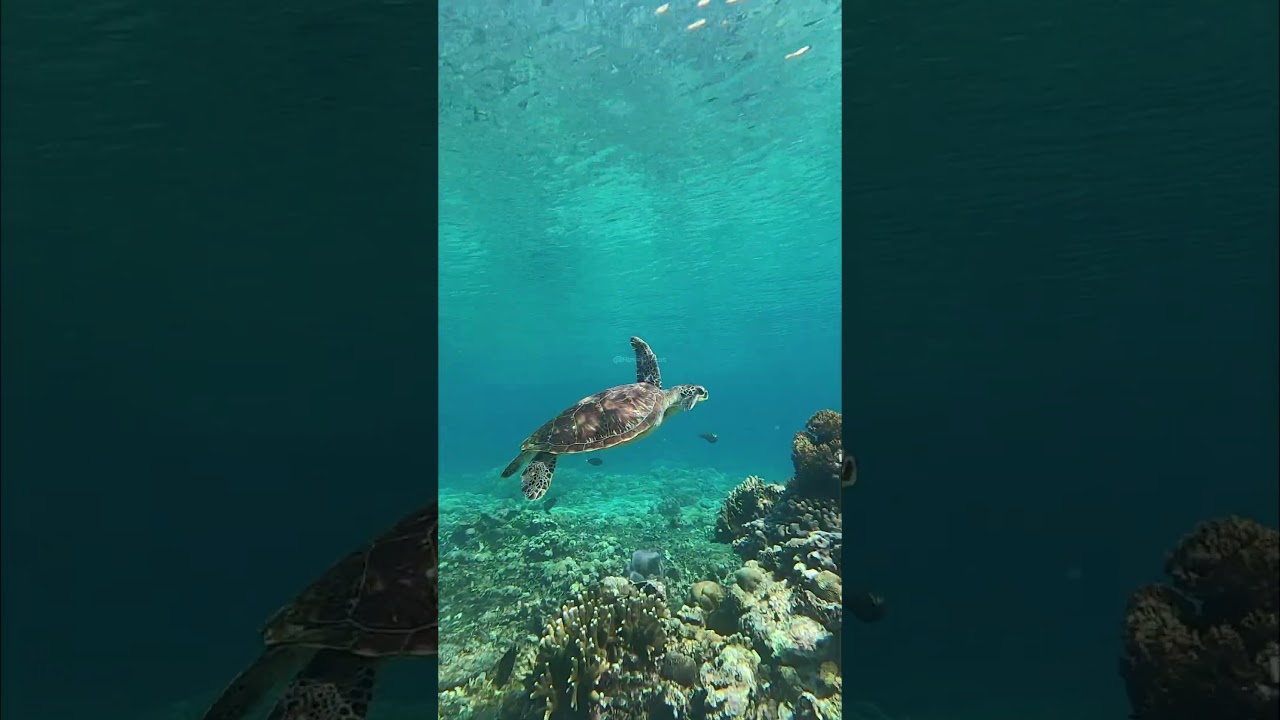 Turtle Swimming in Coral Reef #nature #wildlife #underwater #turtle #swim #beautiful #cute HA16118