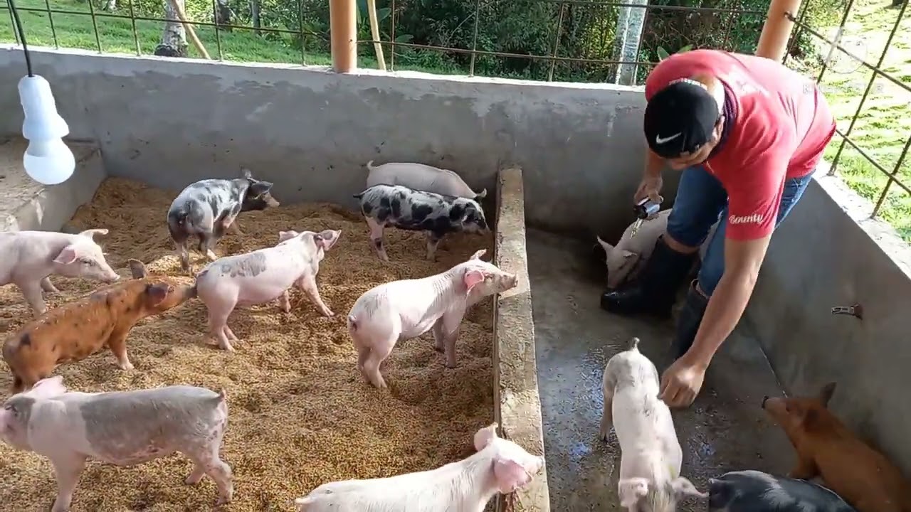 baboyang walang amoy construction and design