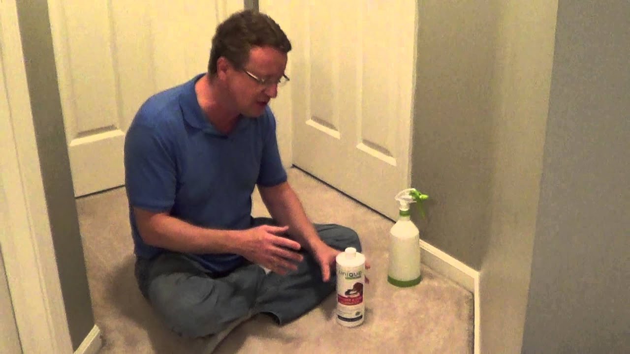 How to Clean Cat Urine - Removing Cat Urine from Carpet