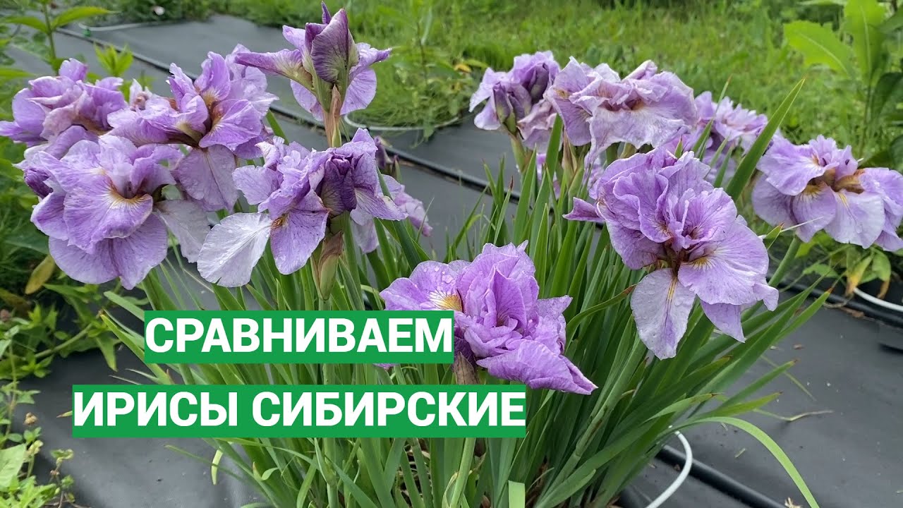 Наша мини-выставка сибирских ирисов