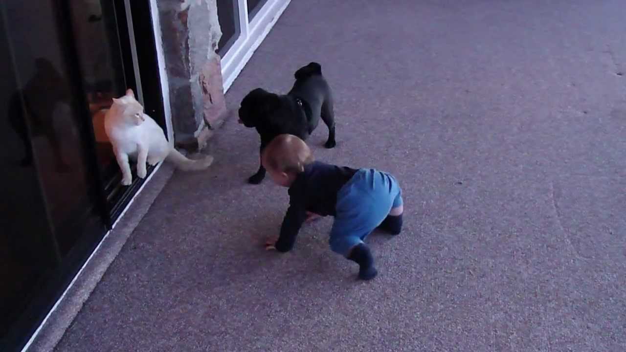 Flame Point Siamese Cat, Black Pug Dog, & Cute Baby Laughing Game of Chase