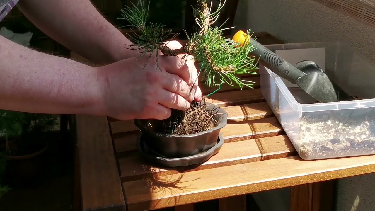 Mugo pine bonsai repotting