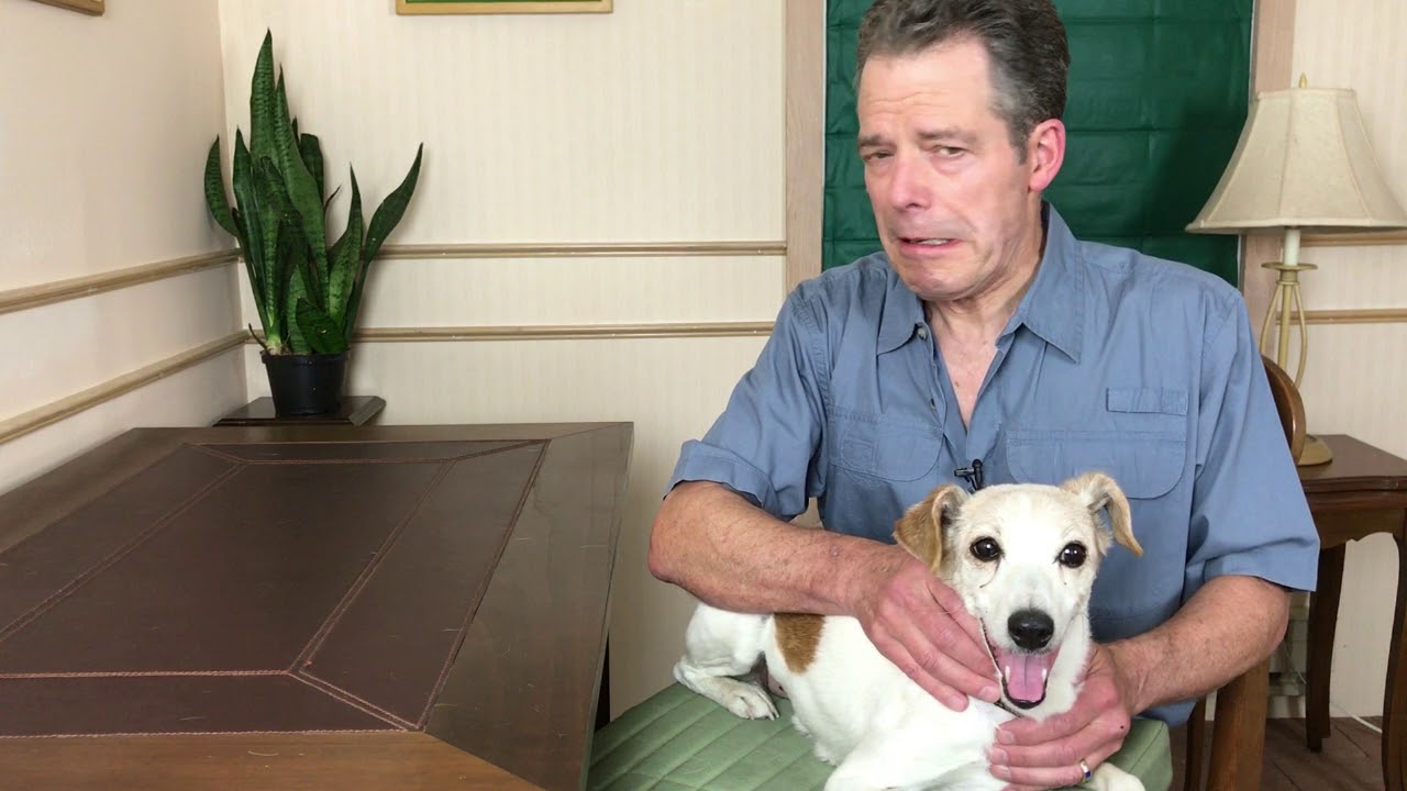 video - Help for Confused Older Dogs
