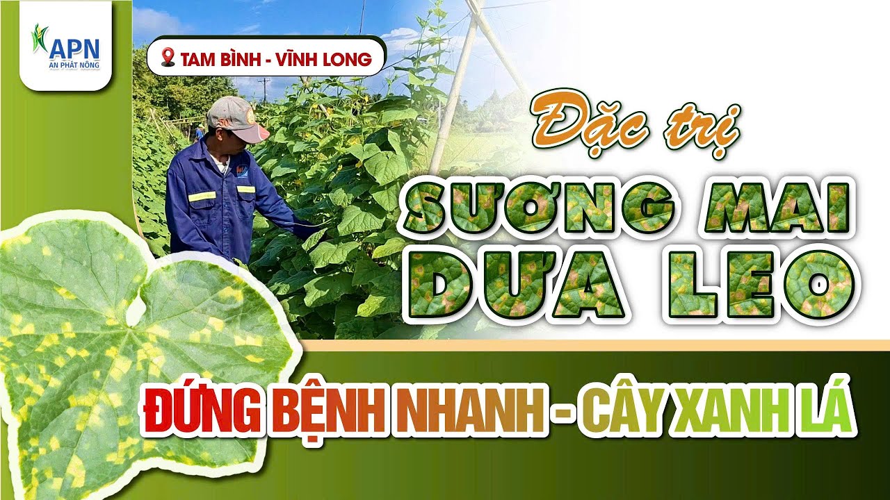 APN - CÔNG THỨC QUẢN LÝ BỆNH SƯƠNG MAI TRÊN DƯA LEO