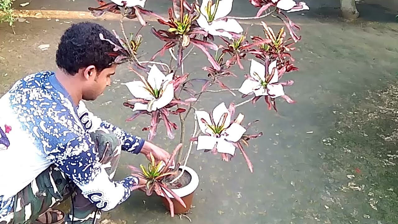 Flower making idea with creative gardening/Small space gardening/