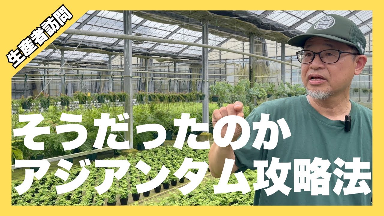 生産者訪問【武農園】アジアンタムの育て方/2000坪のハウスで約300品種から厳選60アイテム紹介《生産者が伝授》