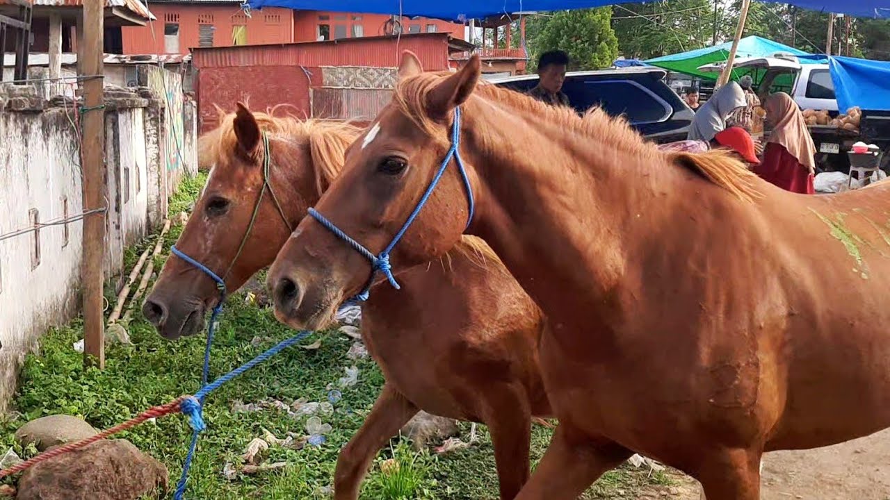 HORSE TRADERS ARE STARTING TO ARRIVE | HORSE MARKET