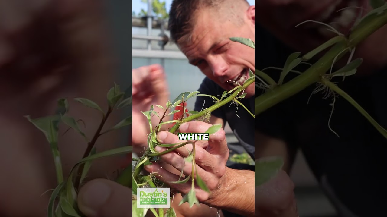 Konwersja LUDWIGIA White