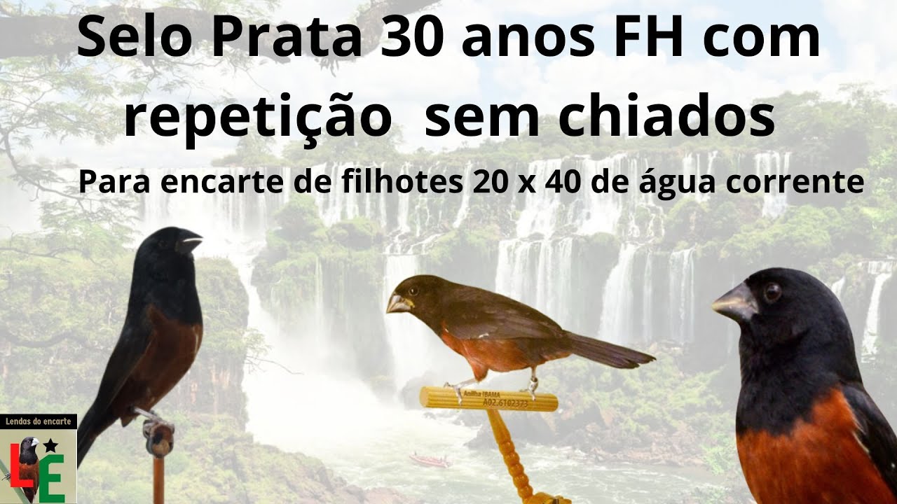 Selo Prata 30 anos FH com repeti&ccedil;&atilde;o  sem chiados para encarte de filhotes
