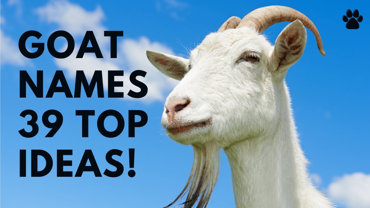 🐐 Goat Names 🌿 39 TOP 🌿 CUTE 🌿 TOP Boy & Girl Ideas | Names