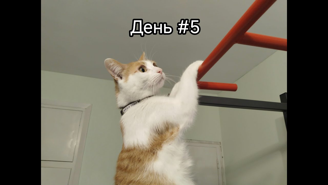 1-30 подтягиваний со мной. День #5.