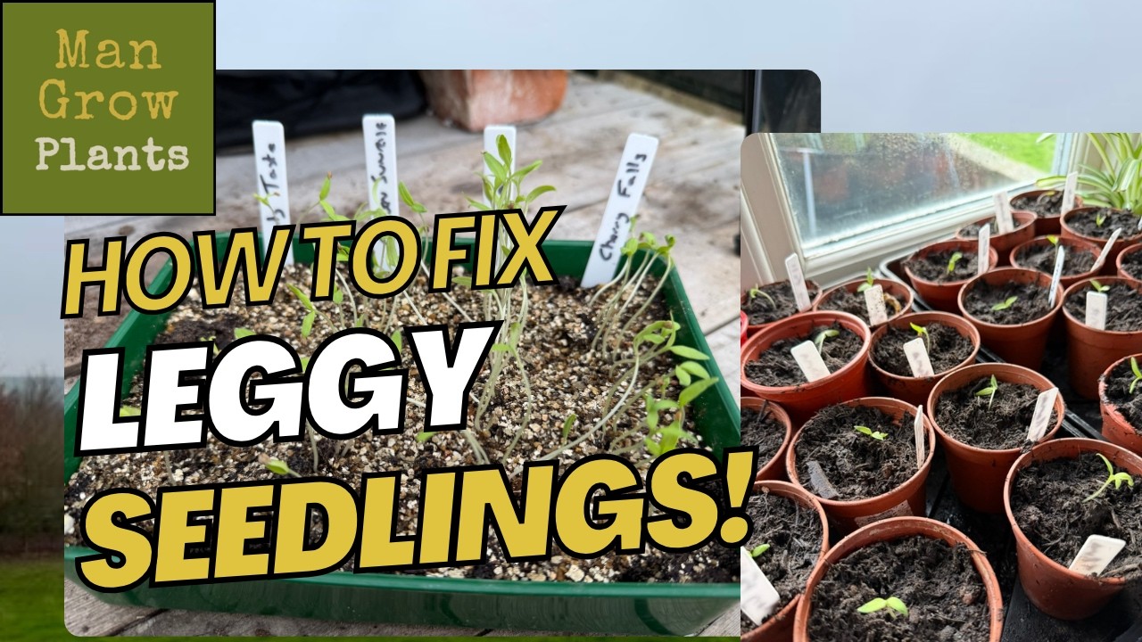 Leggy seedlings? Here's How to Save Them