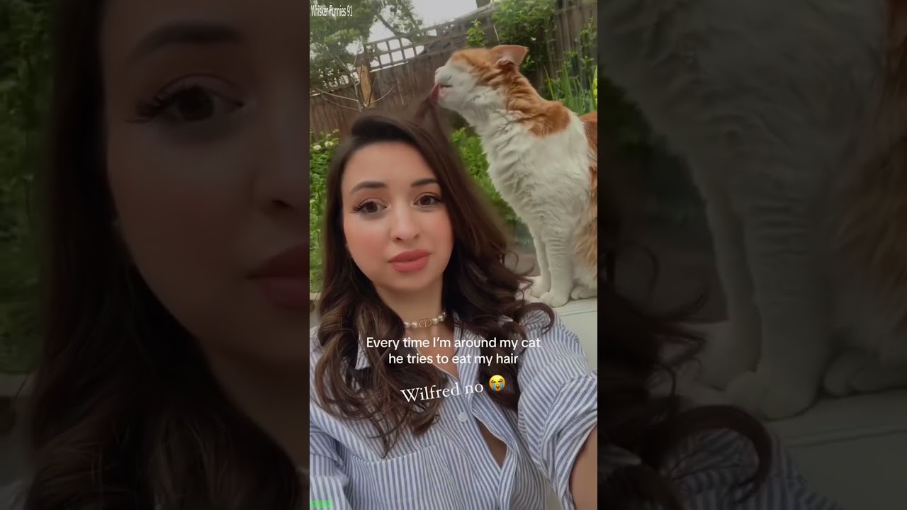 Cat Funny Videos 😅 Will Cheer you Up 😸 # #5482