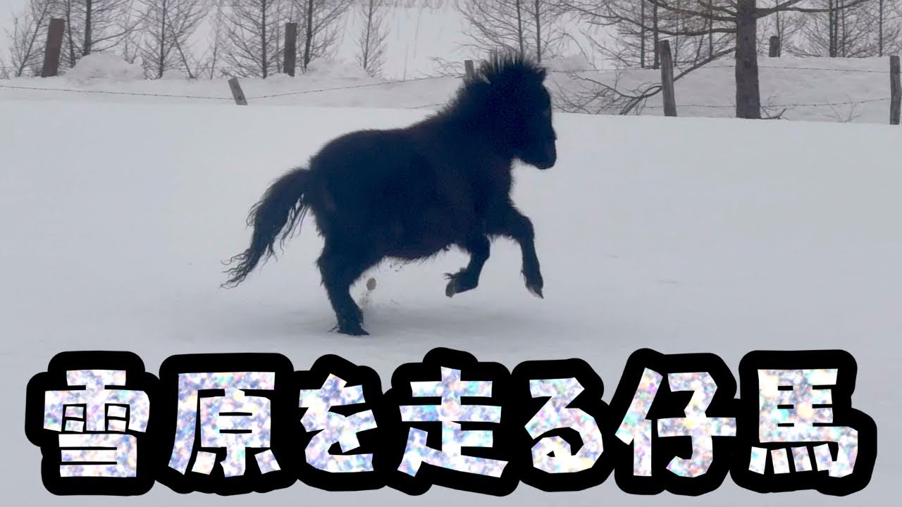【馬】雪原を走る仔馬