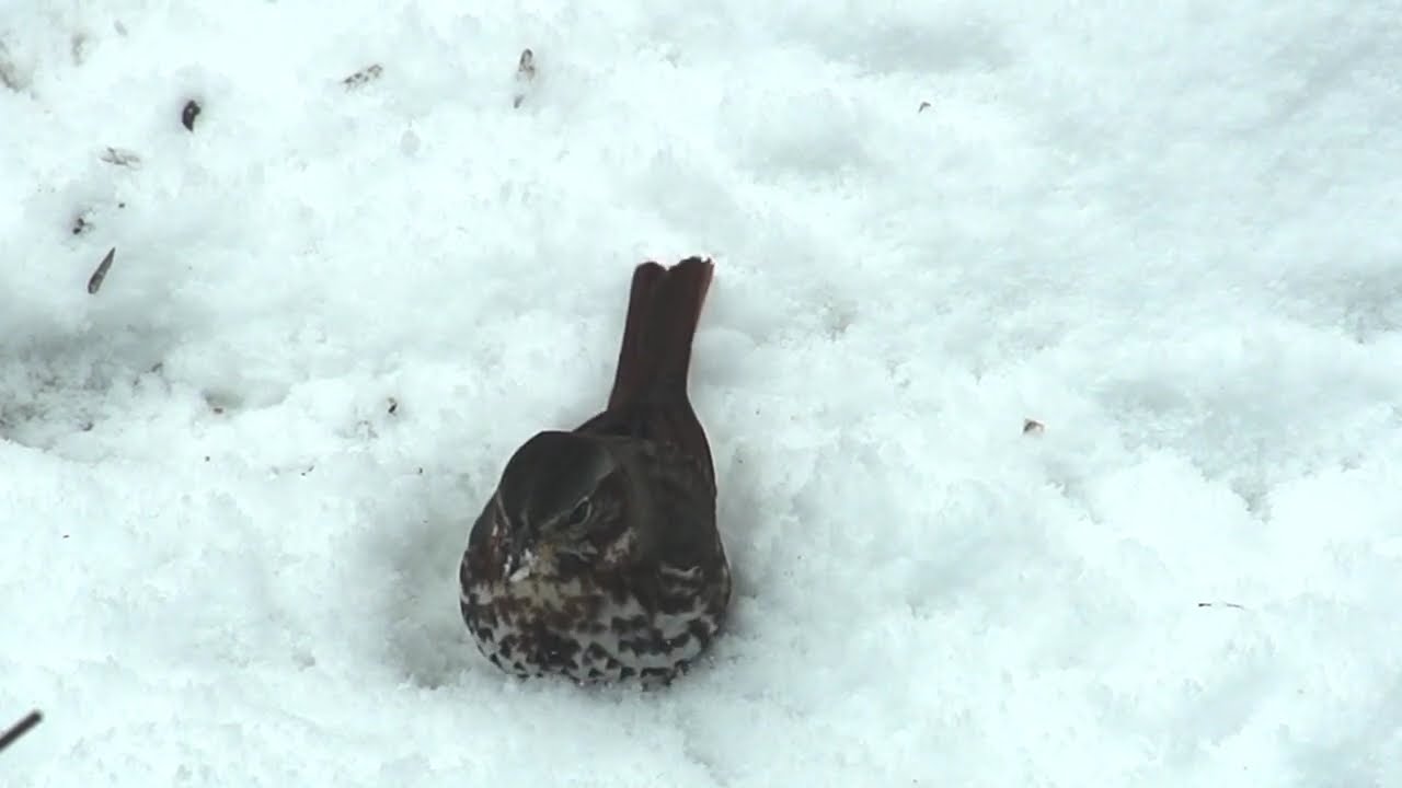Snow birds