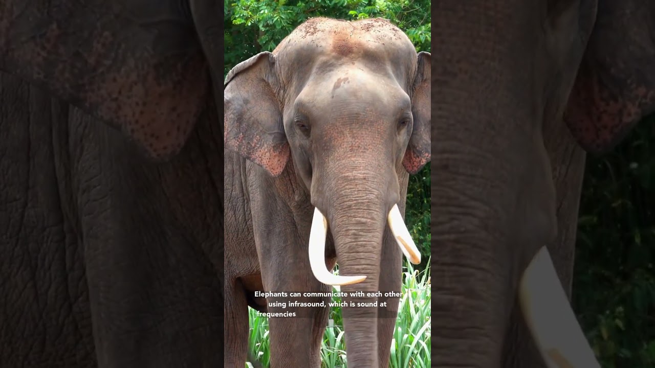 Elephants Can Hear Infrasound