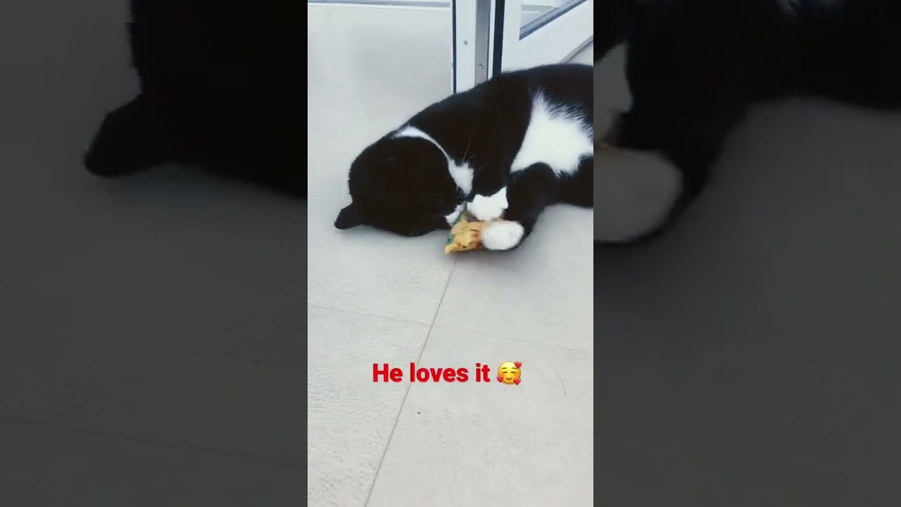 So I got my cat a cat nip pillow 😄