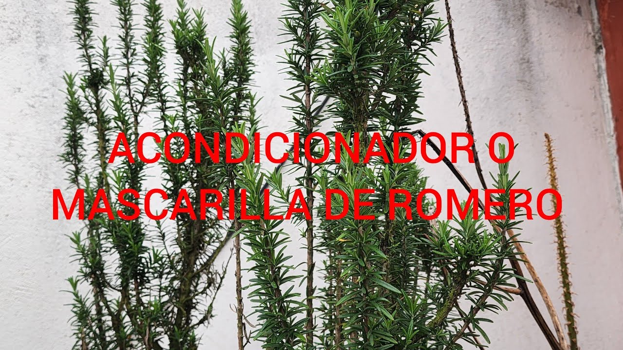 ACONDICIONADOR O MASCARILLA DE ROMERO. 🍃🍃🍃