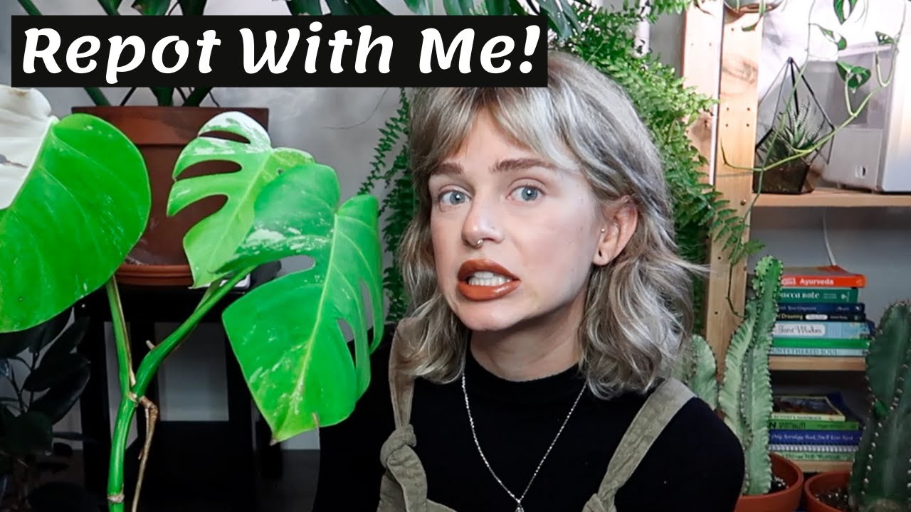 A chaotic repotting of monstera albo + giving it a moss pole