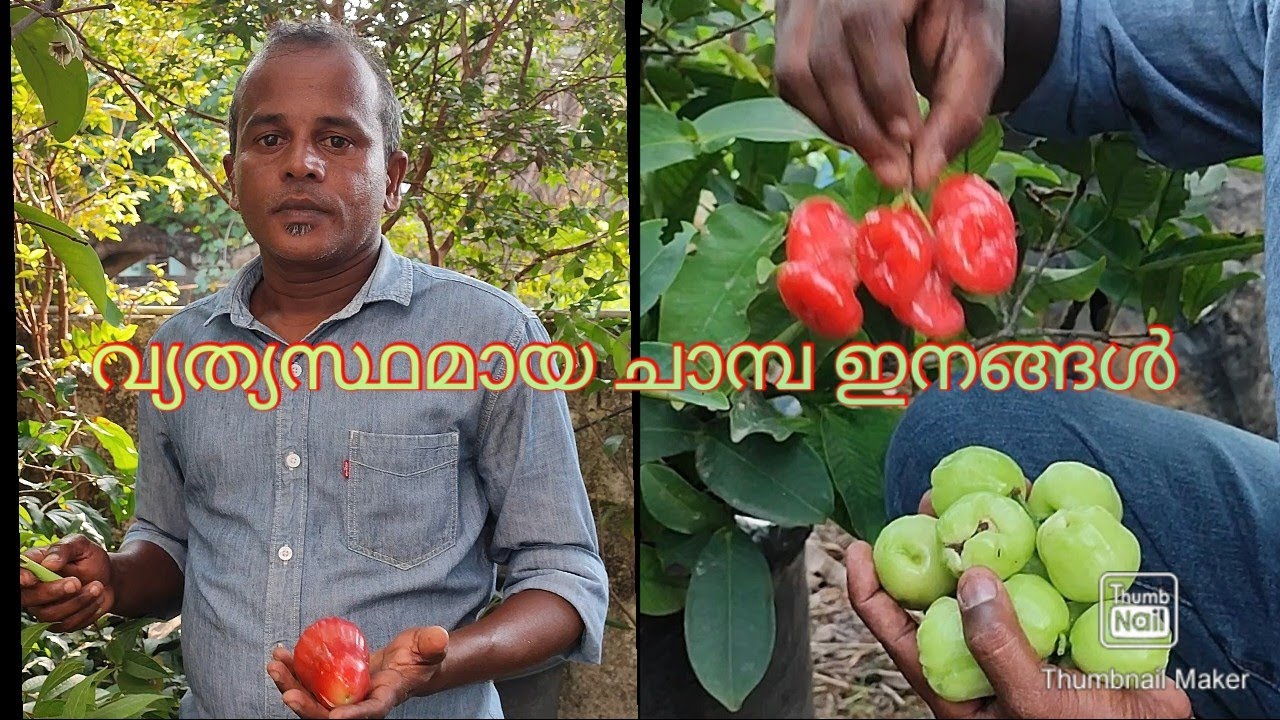 #chamba #fruit വ്യത്യസ്ഥമായ ചാമ്പ ഇനങ്ങൾ