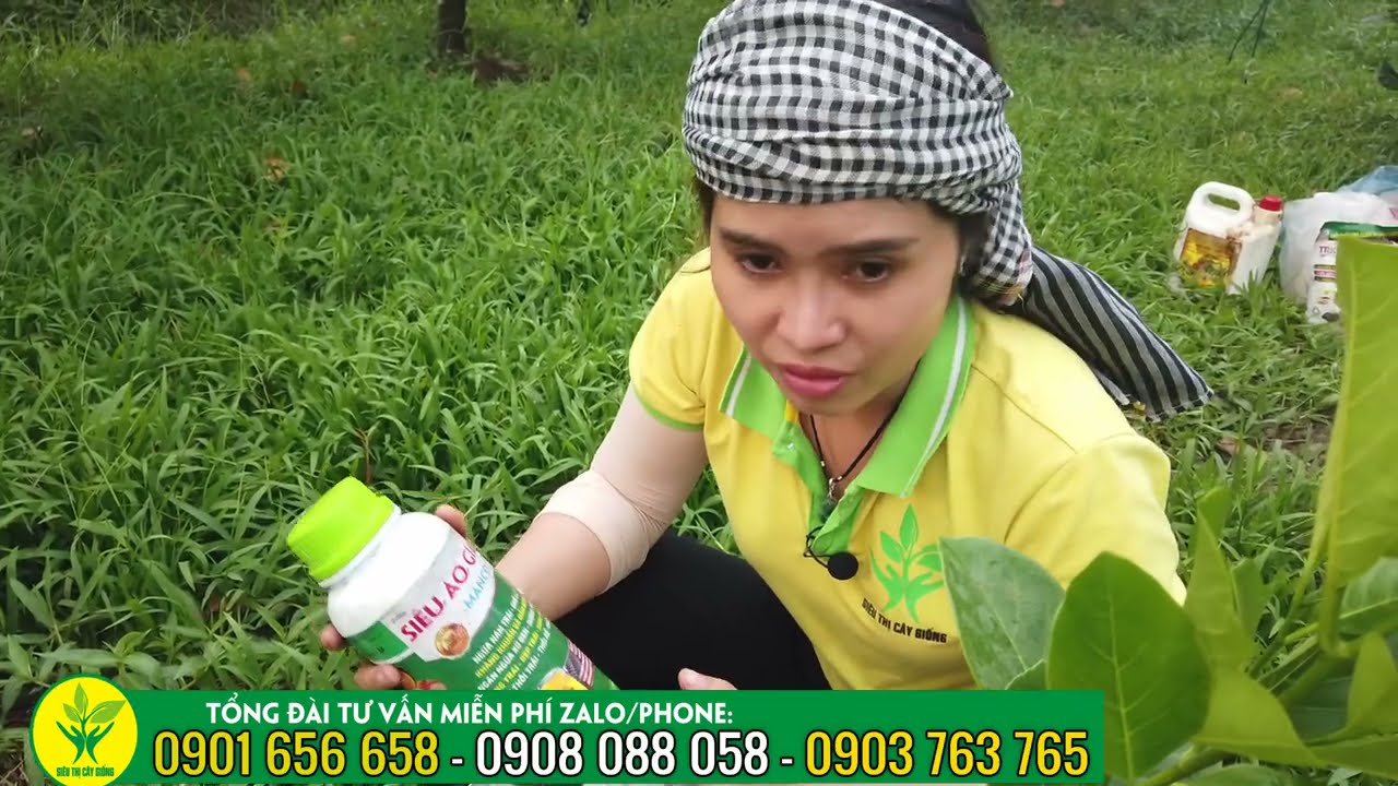 Cách trồng mít ruột đỏ xơ vàng siêu sớm