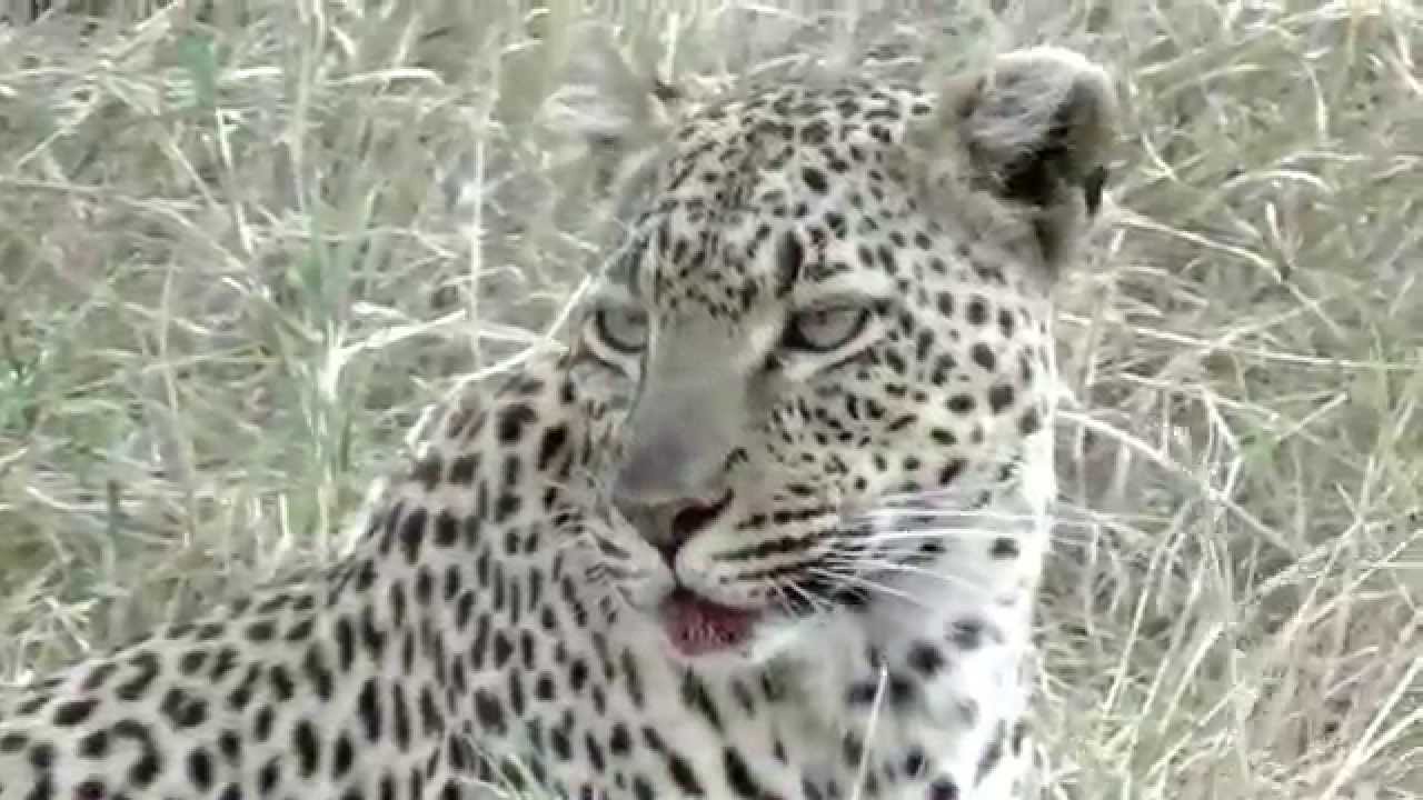 Serengeti Leopard