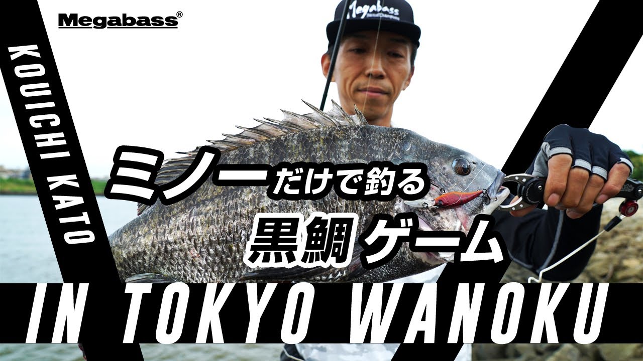 【黒鯛のミノープラッギングゲーム】東京湾奥河川のクロダイをミノーだけで狙う釣り方を解説！