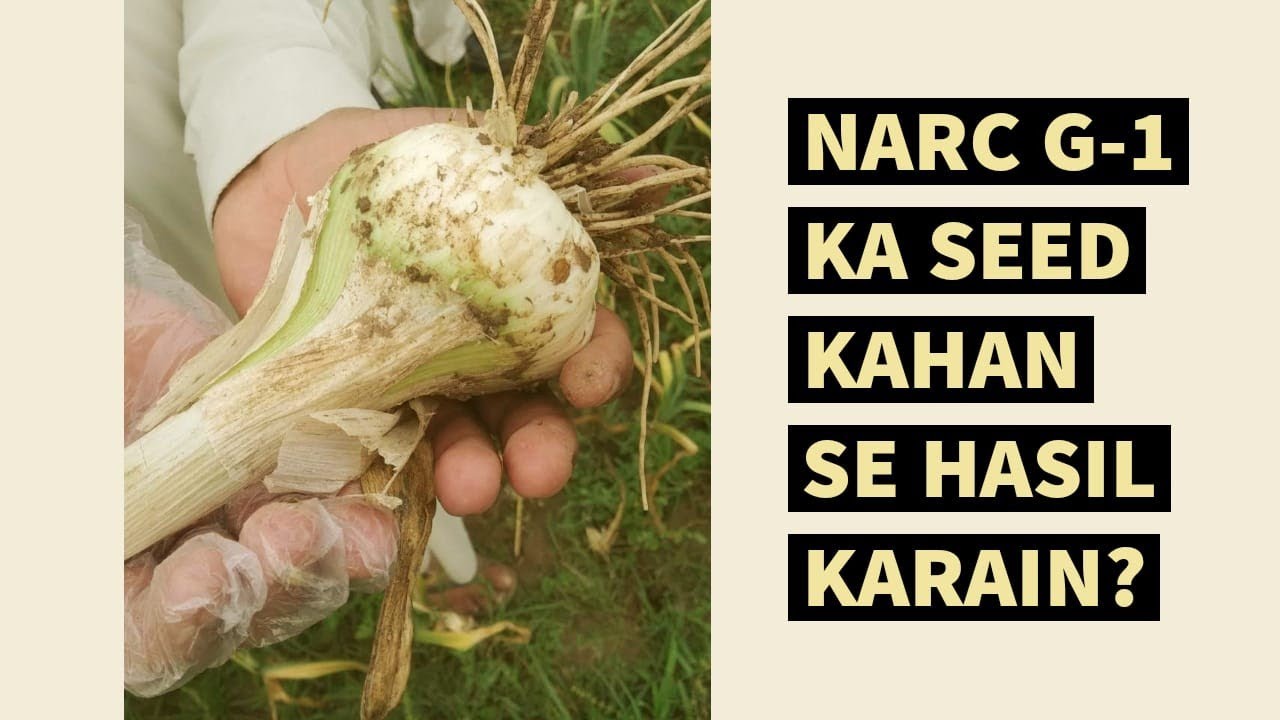NARC G1 || NARC G1 Seed || How to buy NARC G1 || NARC Islamabad || Garlic || Buy NARC G1 Garlic