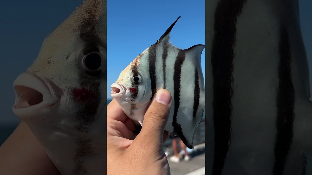 Ем странную рыбу с пирса... 🎣