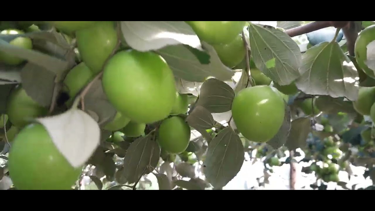 vűőn táo thái da xanh