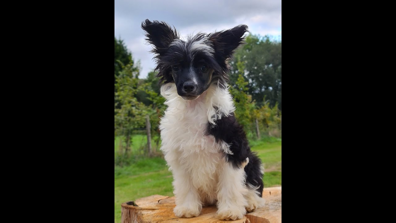 Ziggy the Chinese Crested Powder Puff Puppy - 2 Week Socialisation Stay