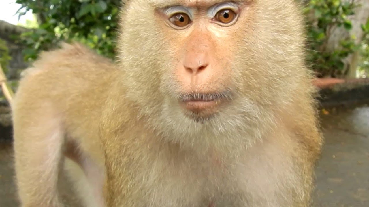 Camalee is Pigtail Monkey, She is Always Sweet Love to All Babies