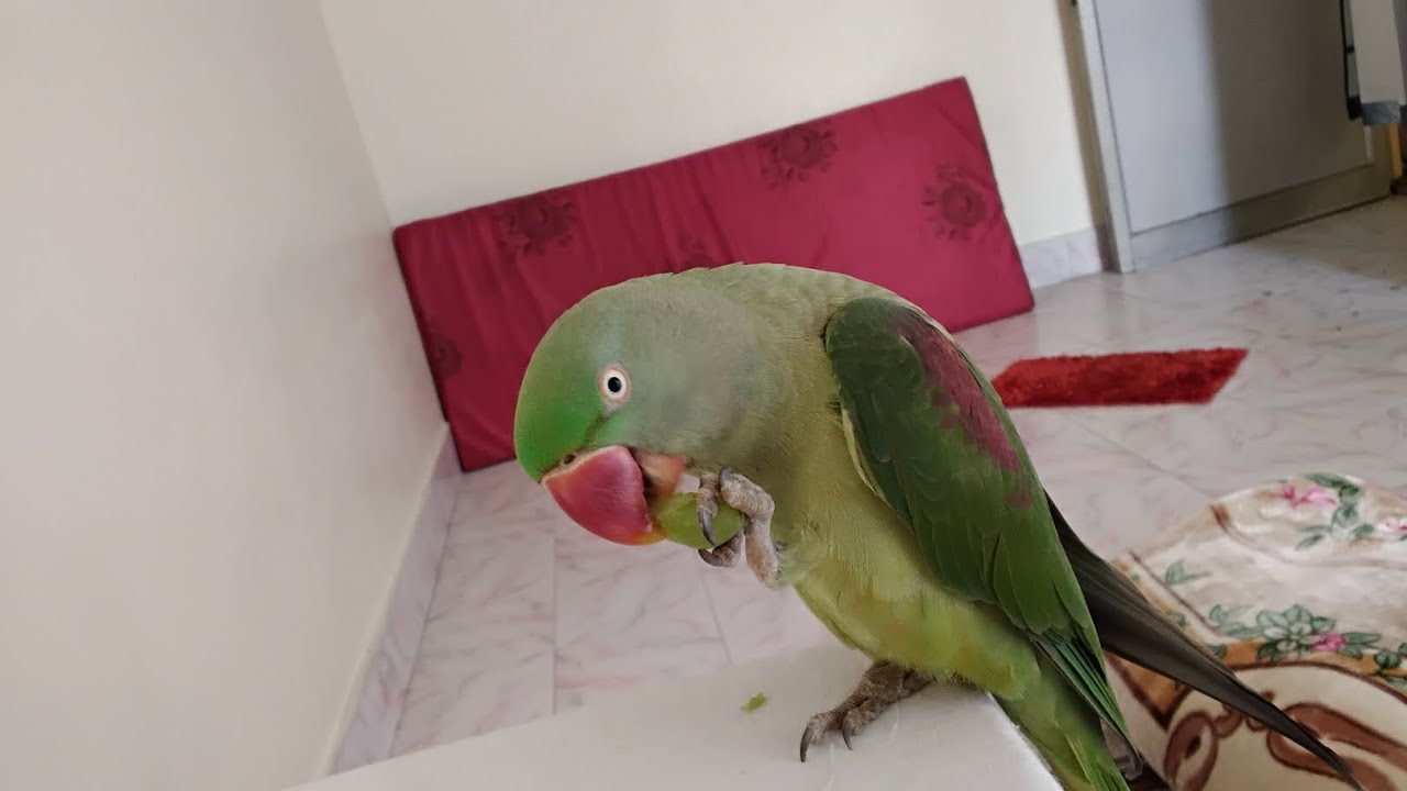 मिट्ठू आज अंगूर खाया है 