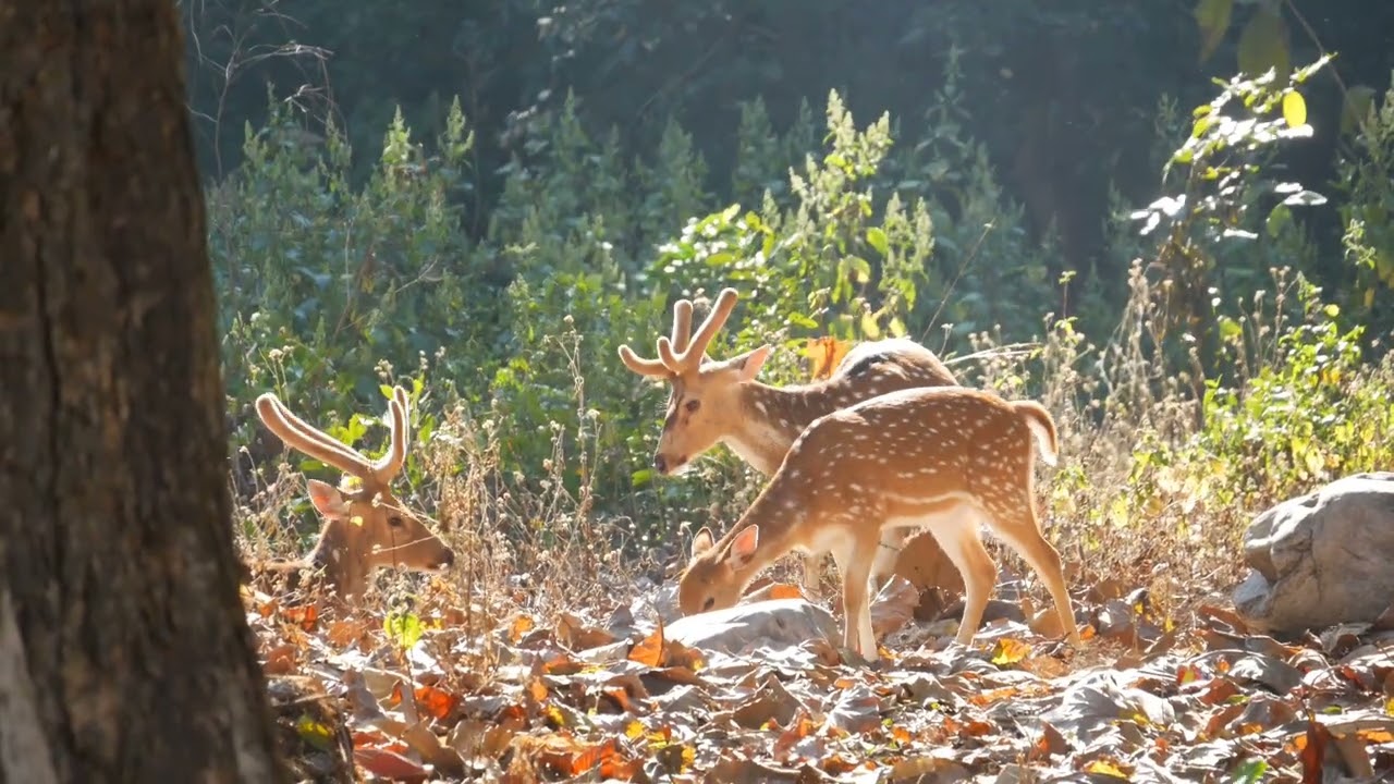 Spotted Deer alaram Call Jim Corbett National Park Buffer Zone Wildlife By Camera 4k Video In Hindi 