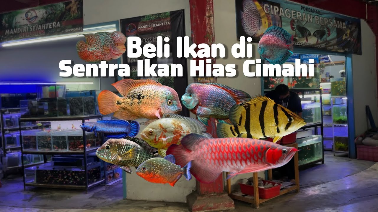 Beli Ikan di Pusat Ikan Hias Cimahi Pasar Atas 
